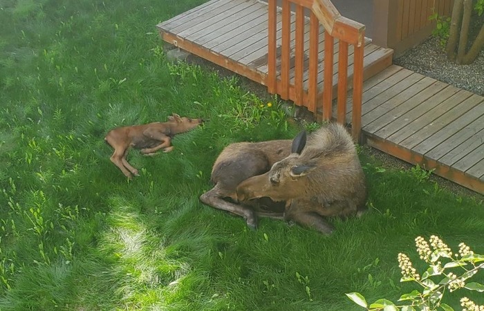 momma moose and calf in anchorage alaska