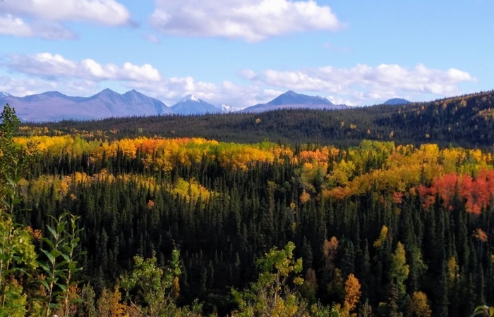 view of denali national park in the fall season