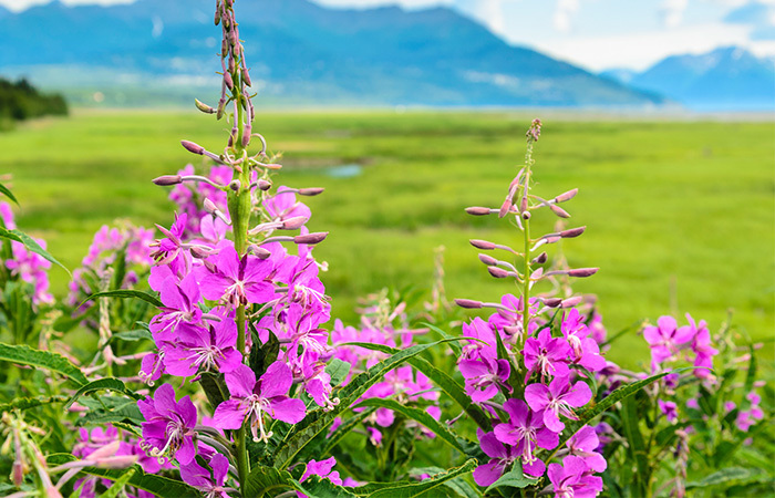 TRUE NORTH FEDERAL CREDIT UNION ROUND UP DEBIT CARD PROGRAM FIREWEED FLOWERS