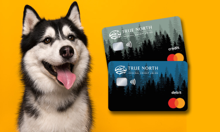 HUSKY DOG POSING WITH NEW TRUE-NORTH DEBIT A ND CREDIT CARDS
