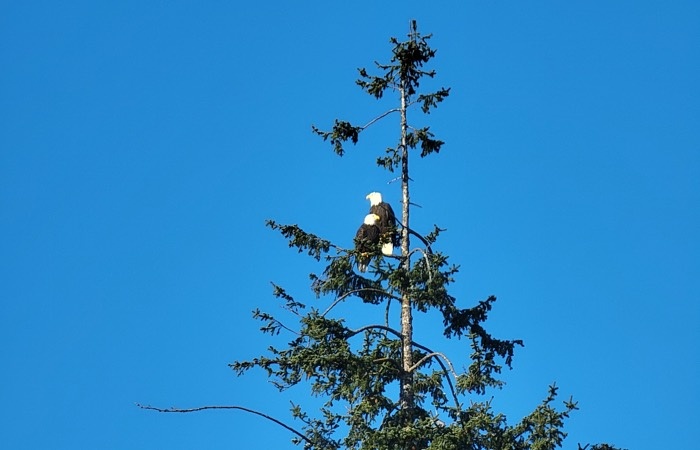 pair of eagles in juneau alaska