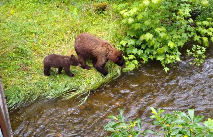 momma bear and cub crossing river in juneau alaska