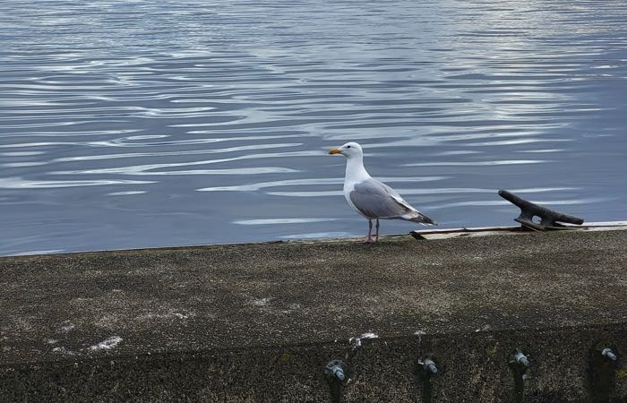 SEAGULL IN JUNEAU ALASKA