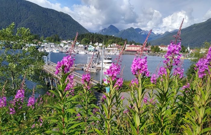VIEW OF WATER AND FIREWEED FLOWERS IN SITKA