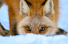 award winning calendar photo of fox peeking over snow