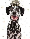 smiling dalmation dog with a happy new year headband on top of its head