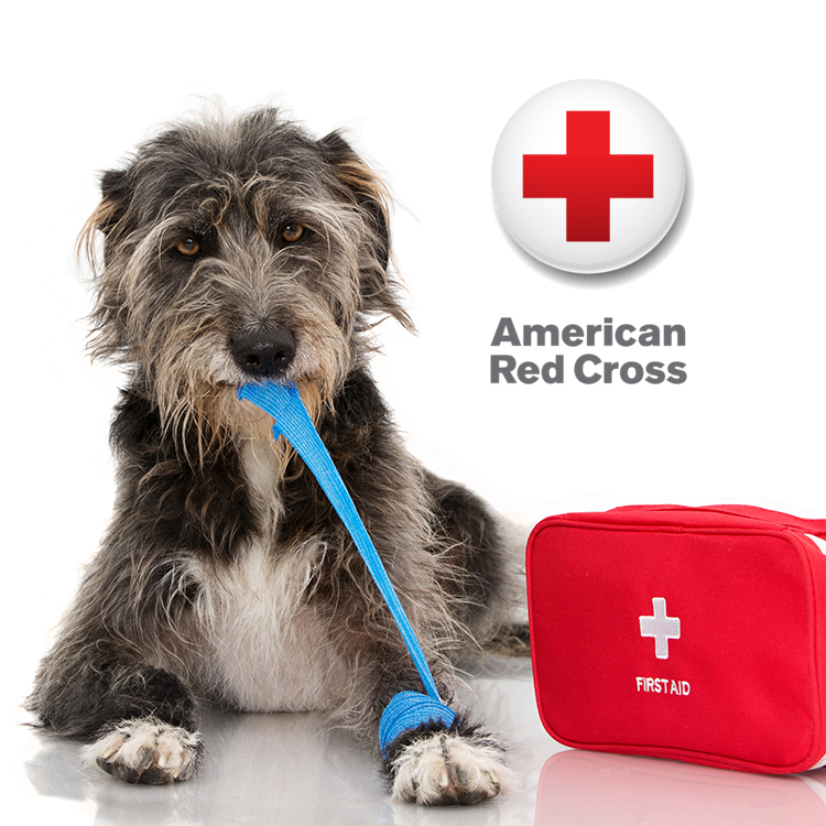 TRUE NORTH FEDERAL CREDIT UNION RED CROSS OF ALASKA PET SAFETY FIRST AID APP