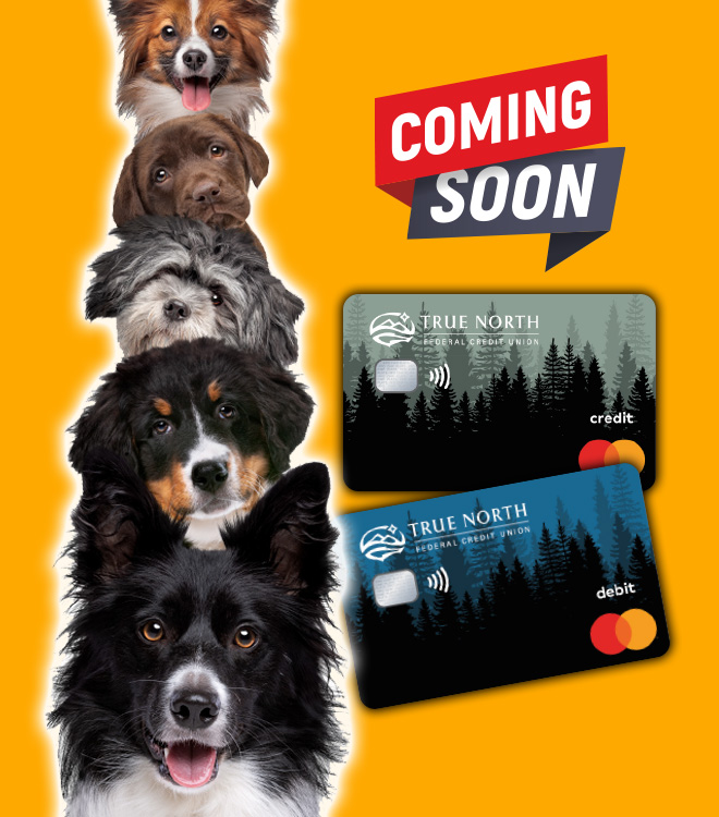 variety of dogs stacked with samples of new true north debit and credit cards