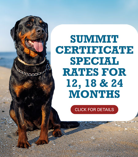ROTWEILER DOG AT BEACH WITH BOX NEXT TO IT SHARING THERE IS A SUMMIT CERTIFICATE SPECIAL